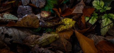 Sonbahar yaprakları, sonbahar bitkileri