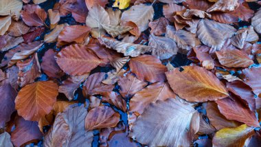 Sonbahar yaprakları arka plan, sonbahar yaprakları, sonbahar konsepti.