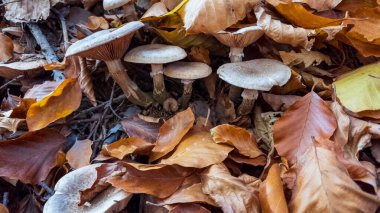 Topraktaki sonbahar yaprakları