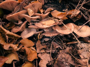 Ormandaki mantarlar