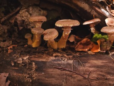 Ormanda mantar, bitki örtüsü