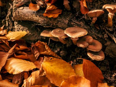 Sonbahar arkaplanı, düşen sonbahar yaprakları, sonbahar mevsimi, mevsimsel doğa arka planı