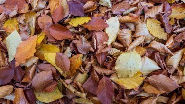 arka plan ile renkli düşen sonbahar yaprakları