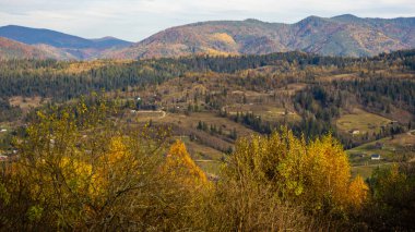 Bir ağaç ve bir dağ yolu ile sonbahar manzarası