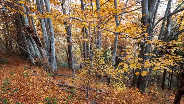 Sonbahar ormanlarında renkli ağaçlar ve yapraklar.