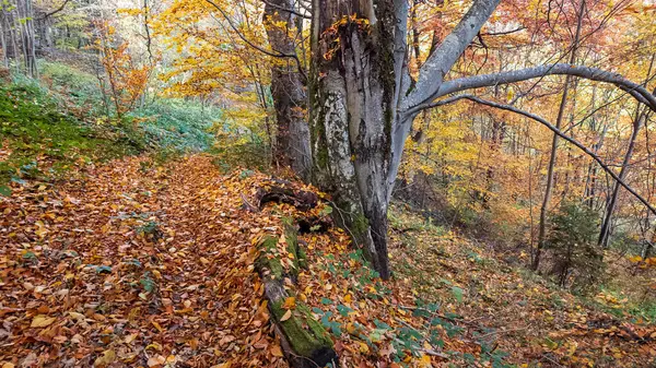 Ağaçlar ve yapraklarla dolu sonbahar manzarası