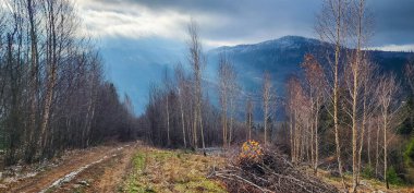 Ormanın güzel manzarası