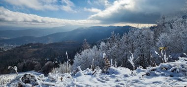 Bir sürü kar ve ağaçla kaplı kış manzarası