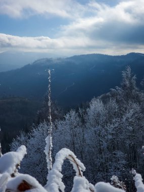 Karla kaplı ağaçlarla kaplı güzel kış manzarası