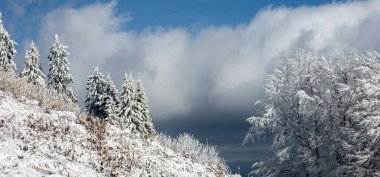 Karla kaplı ağaçlarla kaplı güzel bir kış manzarası. kış mevsimi