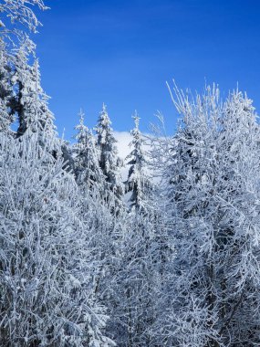 Kış manzarası, dağlardaki karlı orman..