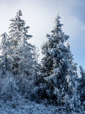Köknar ağaçlarıyla karlı kış dağı manzarası
