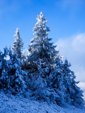 kış karla kaplı ağaç