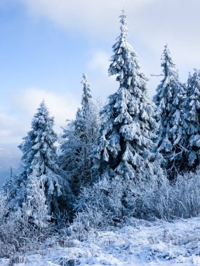Kış ormanı karla kaplı