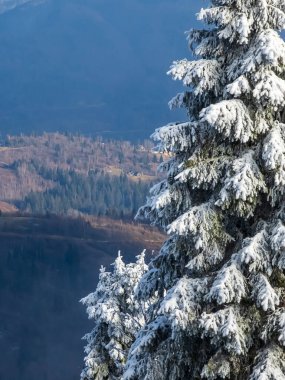 Karla kaplı ağaçlarla kaplı kış manzarası