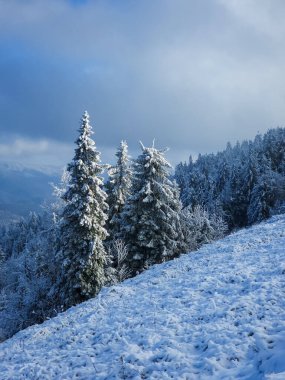 Karla kaplı ağaçlarla kaplı kış ormanı