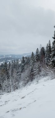 Karla kaplı ağaçlarla kaplı kış manzarası