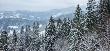 Karpat Dağları 'ndaki kış manzarası