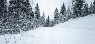 Kar- yol ve ağaçlar kış ormanında