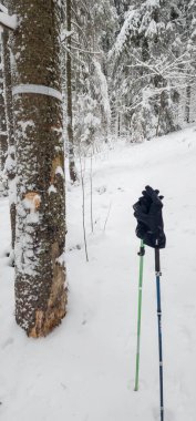 Karla kaplı ormanı olan bir ağacın dikey görüntüsü