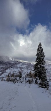 Karla kaplı ağaçlarla kaplı güzel kış manzarası