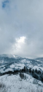 Kar- ormandaki ağaçlar