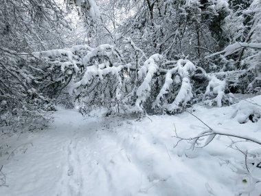 Kardaki kış ormanı, ağaçlar ve patika