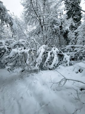 Romanya 'nın dağlarında kış manzarası