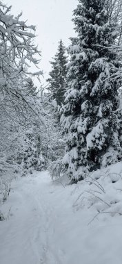 Kış ormanlarında köknar ağaçları olan güzel karlı bir manzara.