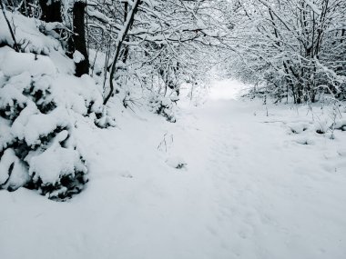 Karlı kış ormanı, karla kaplı ağaçlar