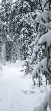Kar ve çam ağaçları olan karlı kış ormanı. Kış manzarası