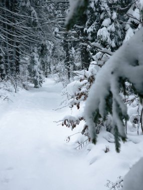 Ormanda karla kaplı ağaçlar. yüksek kaliteli fotoğraf