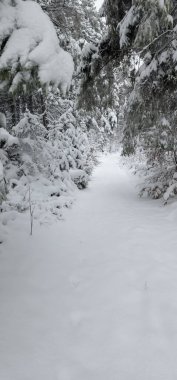 Çam ağaçları karla kaplı