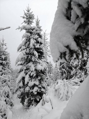 Doğanın güzel manzarası