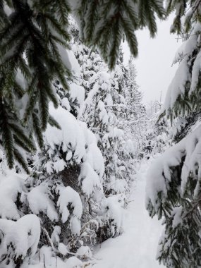 Karlı dağlarda kış ormanı