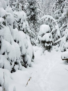 Kış ormanlarında kar Karpatlar 'da, Ukrayna' da