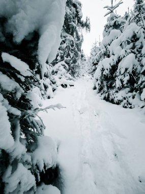 Kışın karla kaplı orman