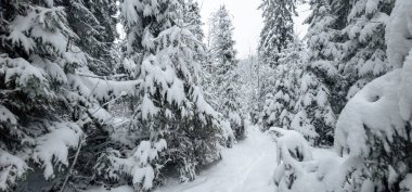 Karlı dağ ormanları