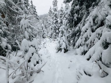 Parkta güzel kış ormanı