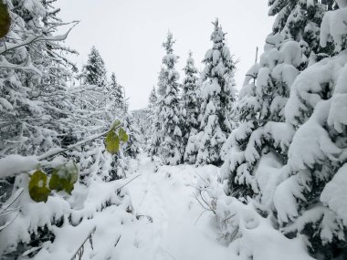Kışın kalın çam ağaçları ile kaplı karla kaplı orman