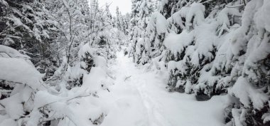 Kışın karla kaplı çam ormanı