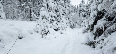 Karla kaplı ağaçlarla kaplı güzel kış manzarası
