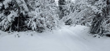 Kar - Çam ağaçlarıyla kaplı kış ormanı.