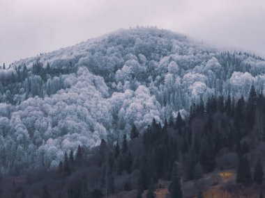 Karlı ve ağaçlı kış ormanı