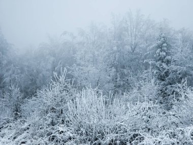 Kış manzarasında ağaçlarda don