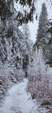 Karla kaplı ağaçlar ve kışın bol karlı bir ormanın dikey görüntüsü.