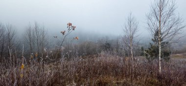 Sisin içindeki sonbahar ormanı