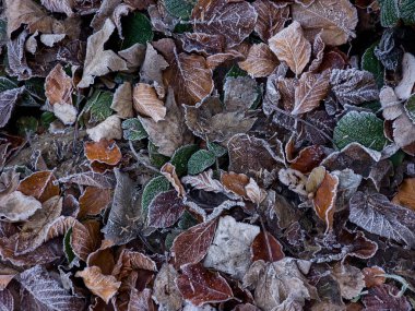 arkaplanda don ve yapraklar