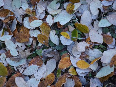 Sonbahar yapraklarının renkli arkaplanı