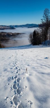 Karla kaplı ağaçlarla kaplı kış manzarası